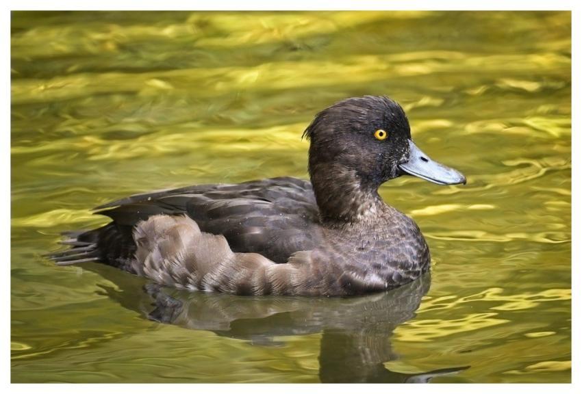 Duck Nature Bird Water Bird