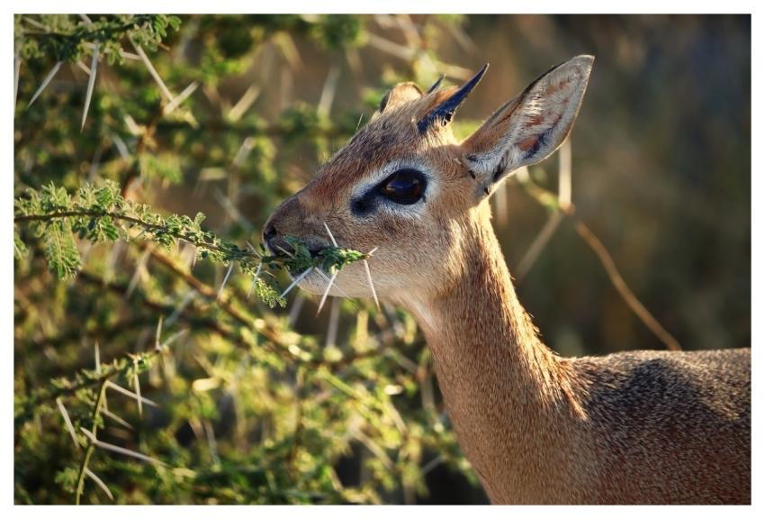 Animal Mammal Antelope Eating