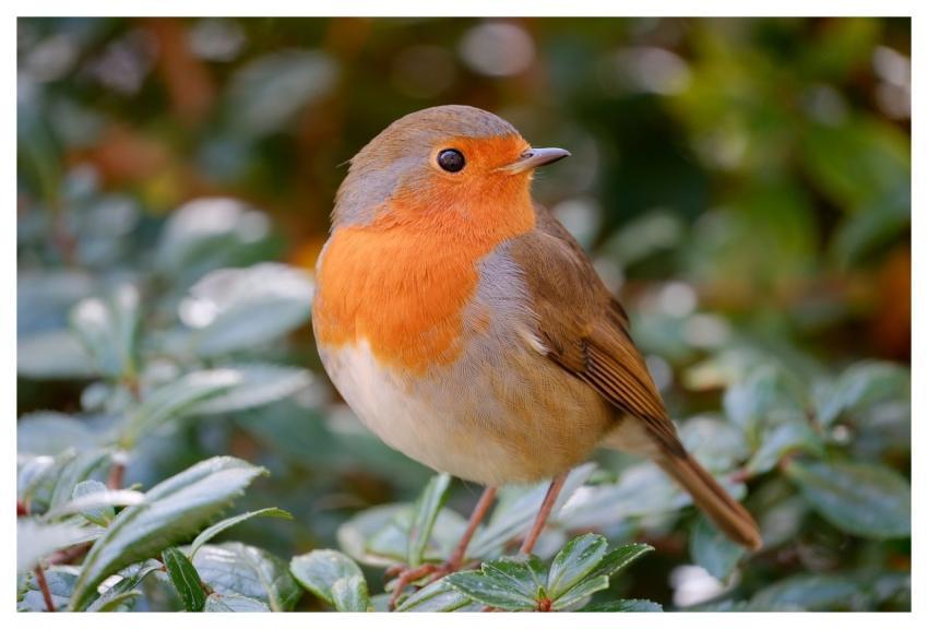 Robin Redbreast Beautiful Wallpaper Bird