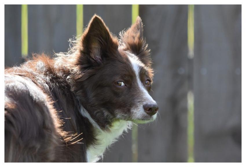 Border Collie Nature Wallpaper Windows Wallpaper D