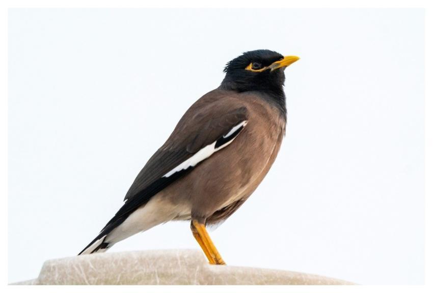 Myna Bird Mynah Nature