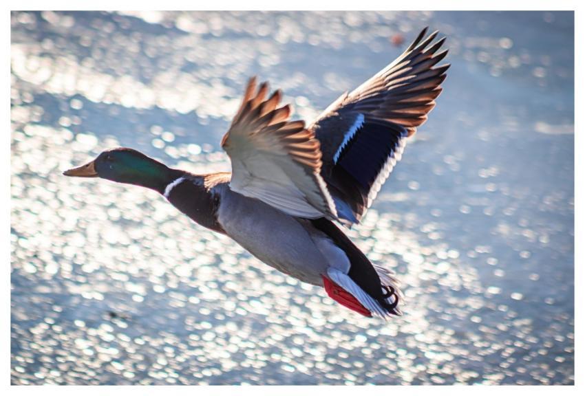 Lake Balaton Hungary Wild Ducks Nature