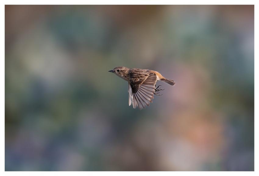 Bird Nature Animal Wildlife