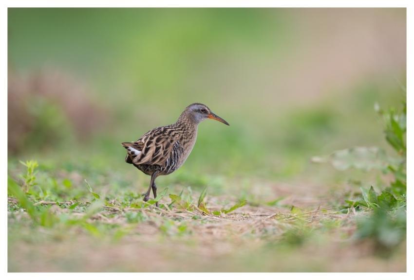 Bird Nature Animal Wildlife