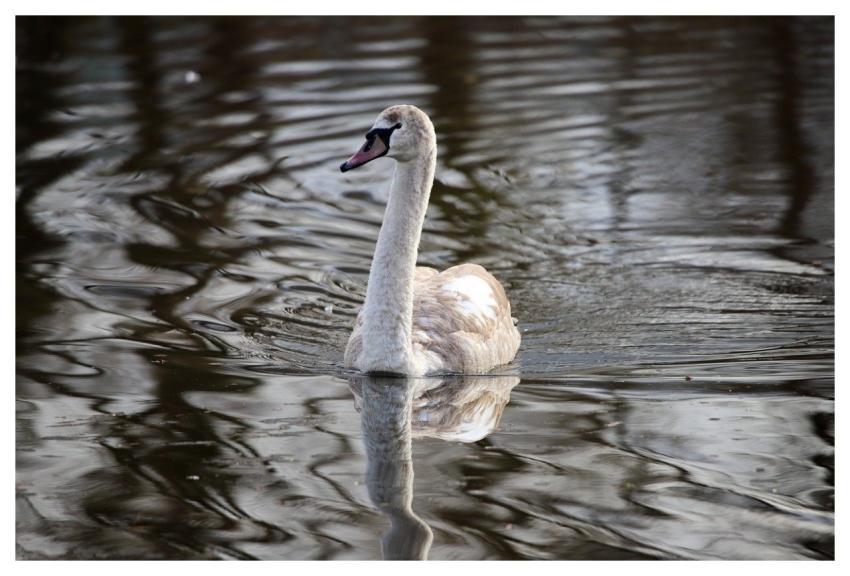 Swan Nature Höckerschwan Wasservogel