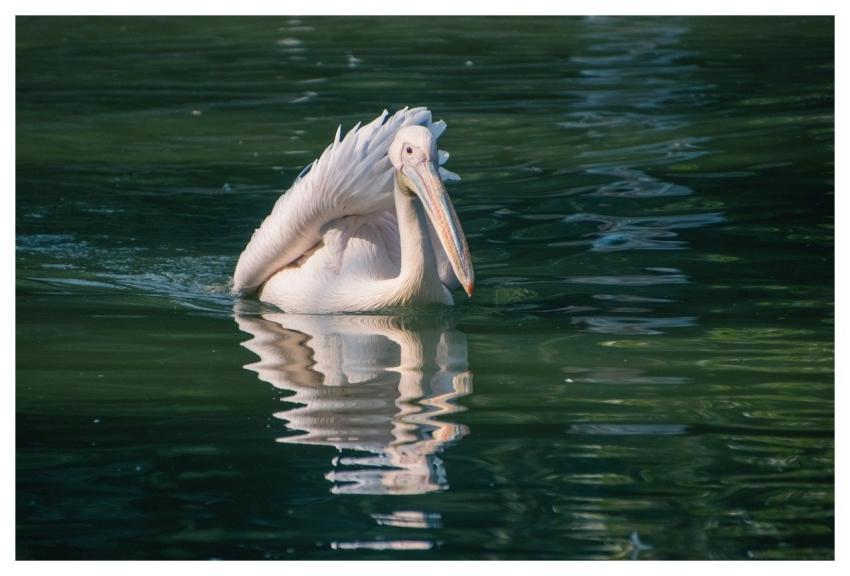 Pelican Bird Animal Feathers
