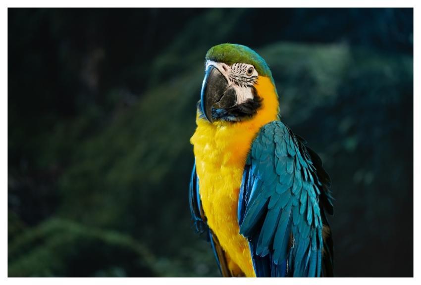 Parrot Blue And Yellow Macaw Bird Exotic Animal
