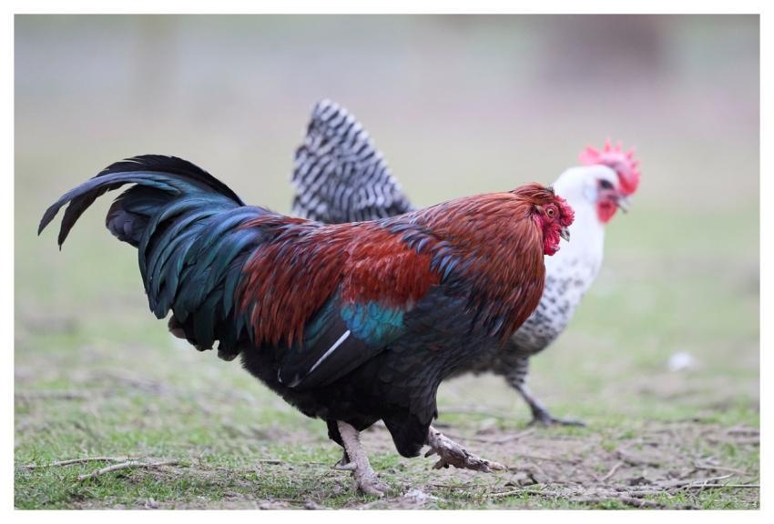 Haan Chicken Poultry Farm