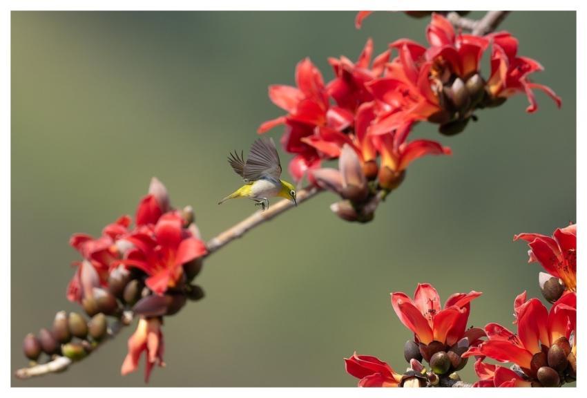 Bird Animal Wildlife Plumage