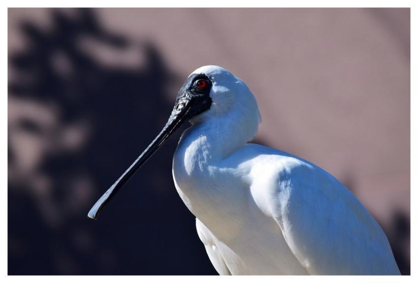 Spoonbill Nature Bird Red Eyes
