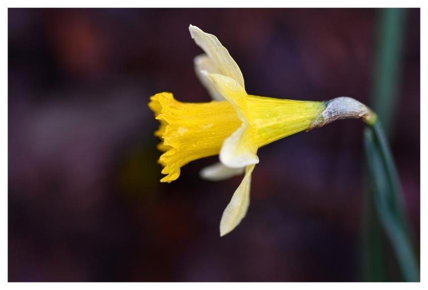 Daffodil Flower Yellow Beautiful Flowers