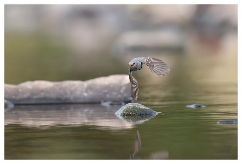 Bird Nature Animal Wildlife