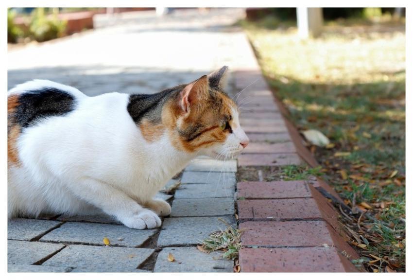 Cat Calico Pet Sweet