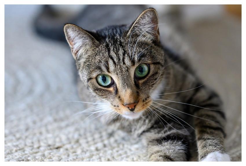 Cat Animal Domestic Animal Nature