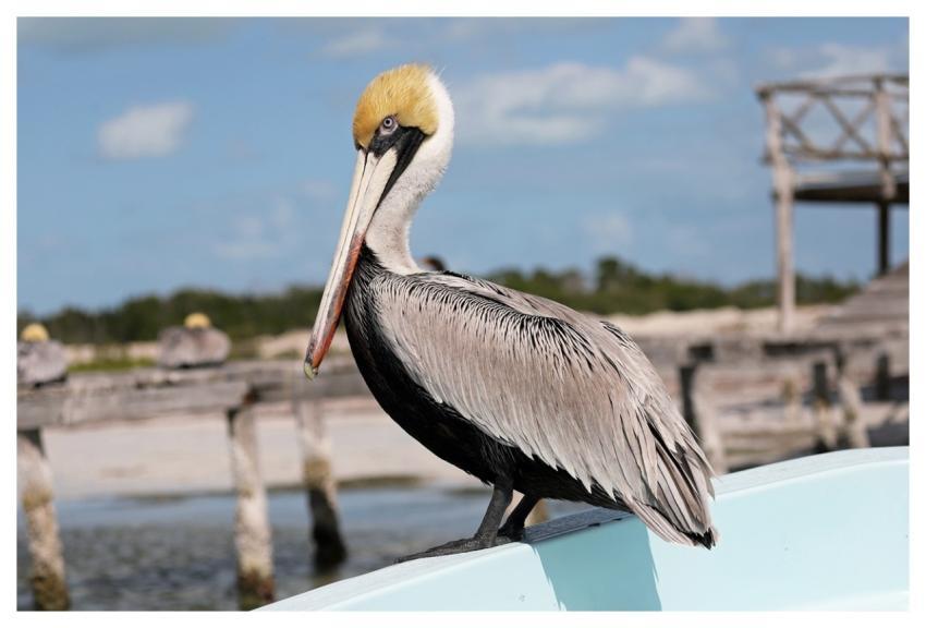 Pelican Mexico Mangroves Water