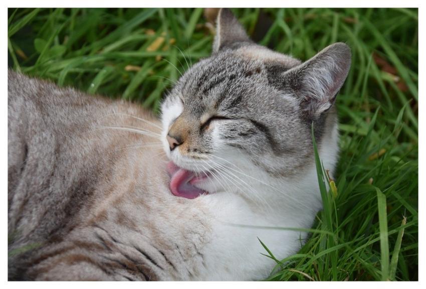 Cat Pussy Cloud Feline Cat's Tongue
