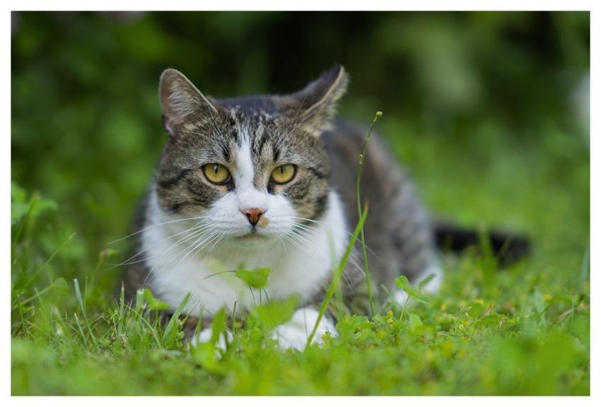 Cat Domestic Cat Domestic Animal Animal