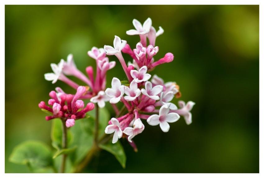 Lilac Flower Background Flower Wallpaper Nature