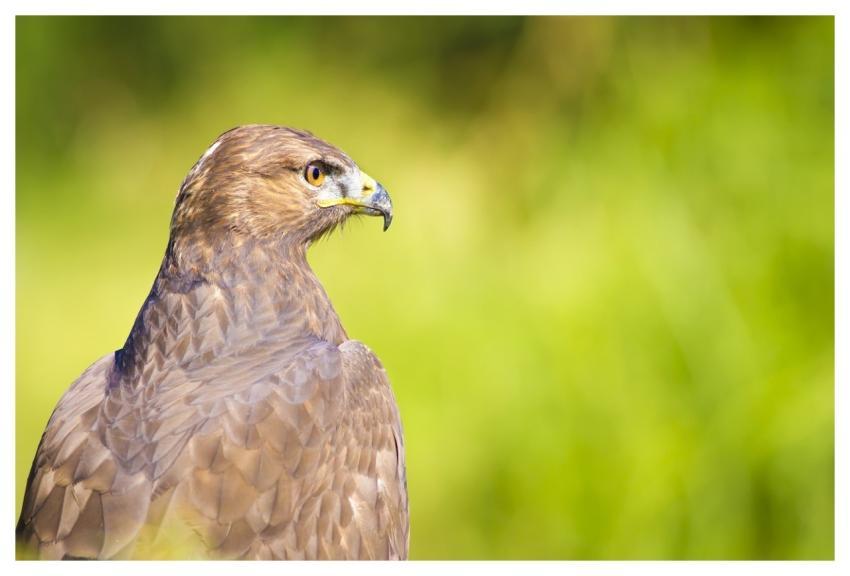 Raptor Brahminy Kite Haliastur Indus Bird Of Prey