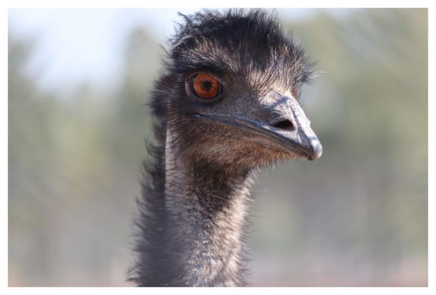 Emu Bird Close-Up Shiny Eye