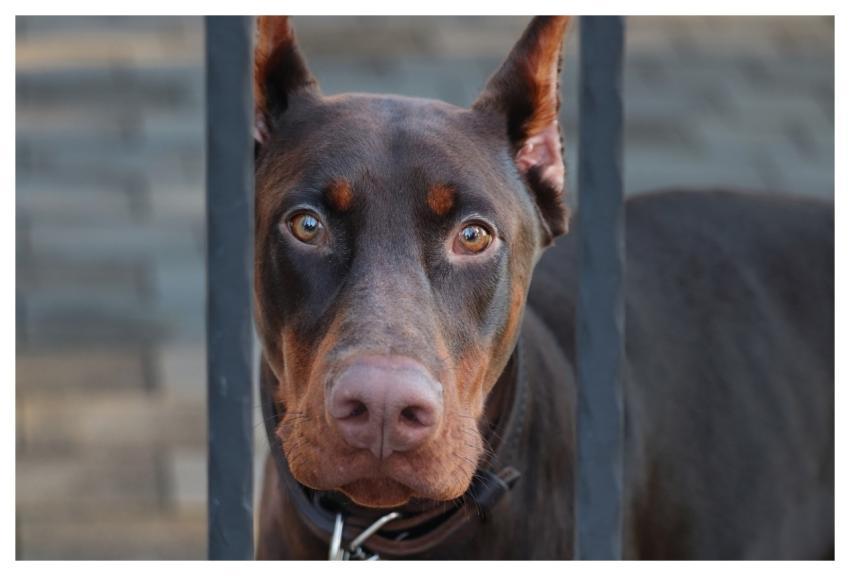 Doberman Animal Dog Guard Dog