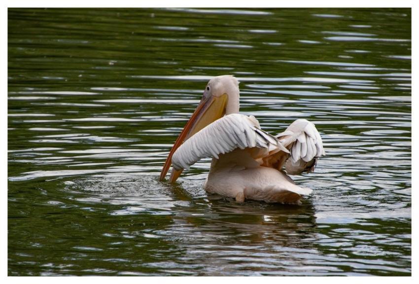 Pelican Bird Animal Plumage