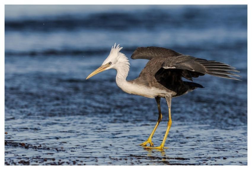 Heron Bird Feathers Water