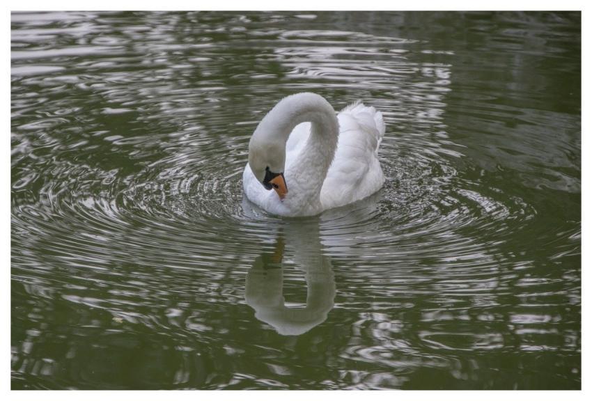 White Swan Swan Bird Animal
