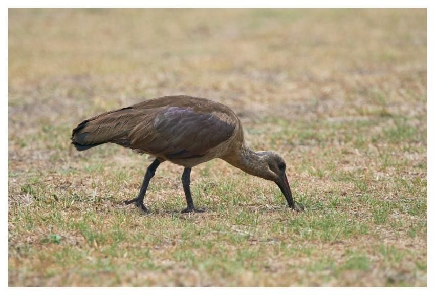 Bird Ibis South Africa Nature