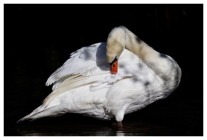 White Swan Mute Swan Water Bird Feathers