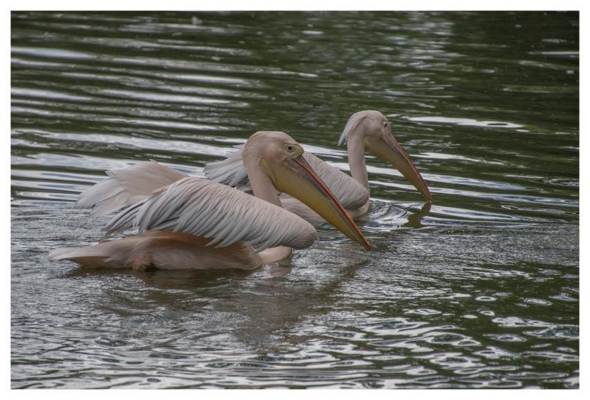 Pelicans Animals Waterbirds Birds