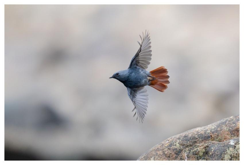 Bird Nature Animal Wildlife