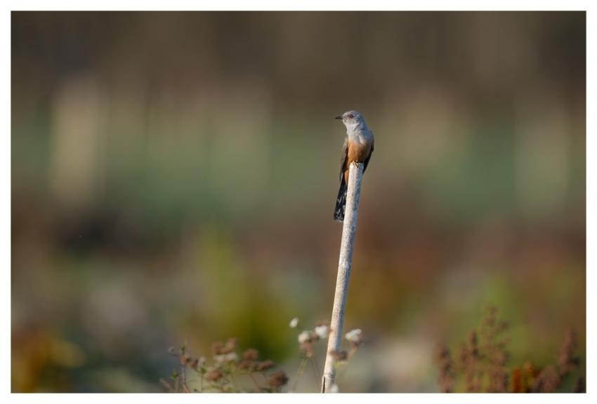 Bird Nature Animal Wildlife