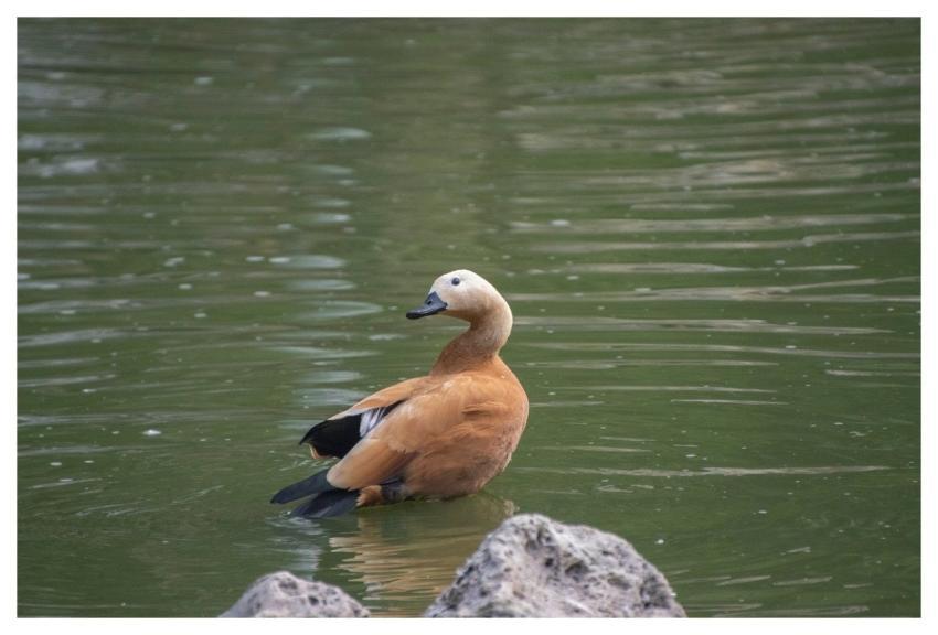 Shelduck Duck Bird Animal