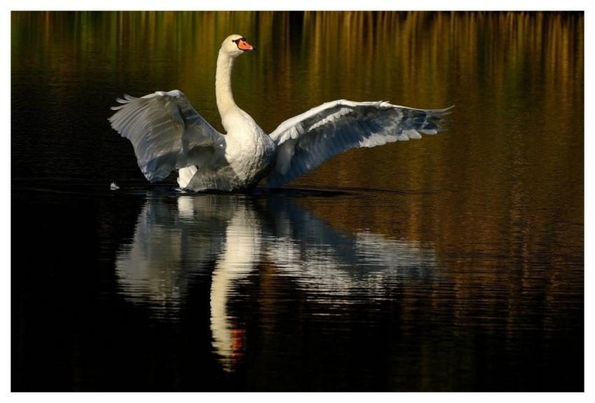 Swan Bird Nature Lake