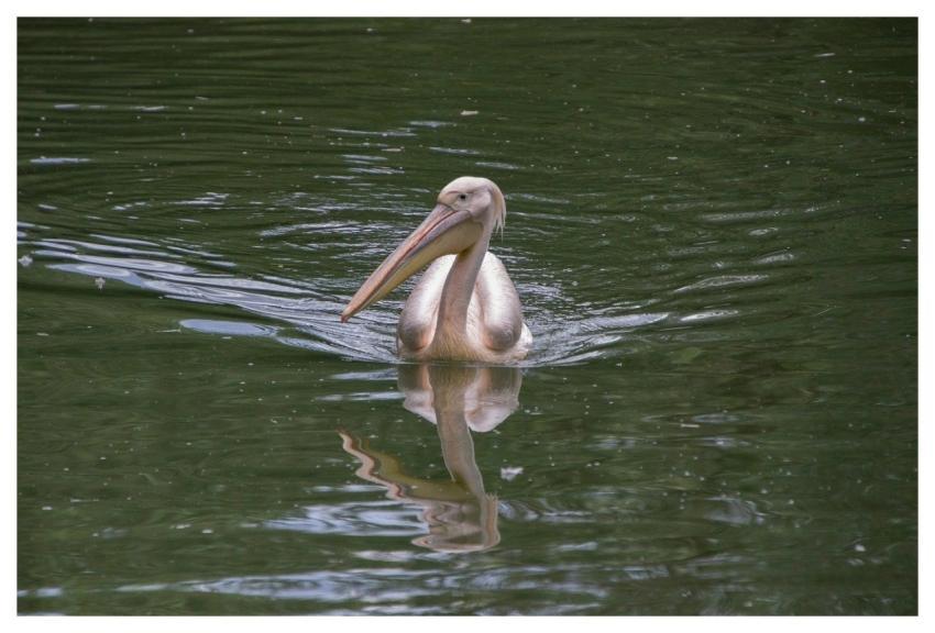 Pelican Bird Animal Beak