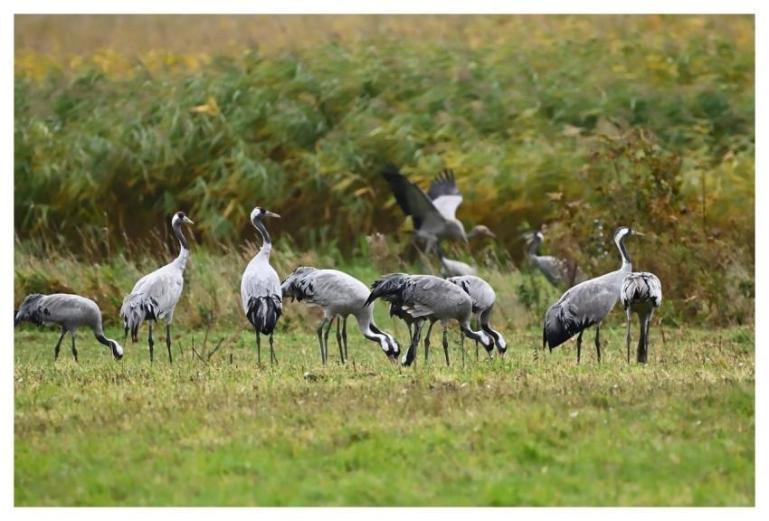 Cranes Migratory Birds Wildlife Nature