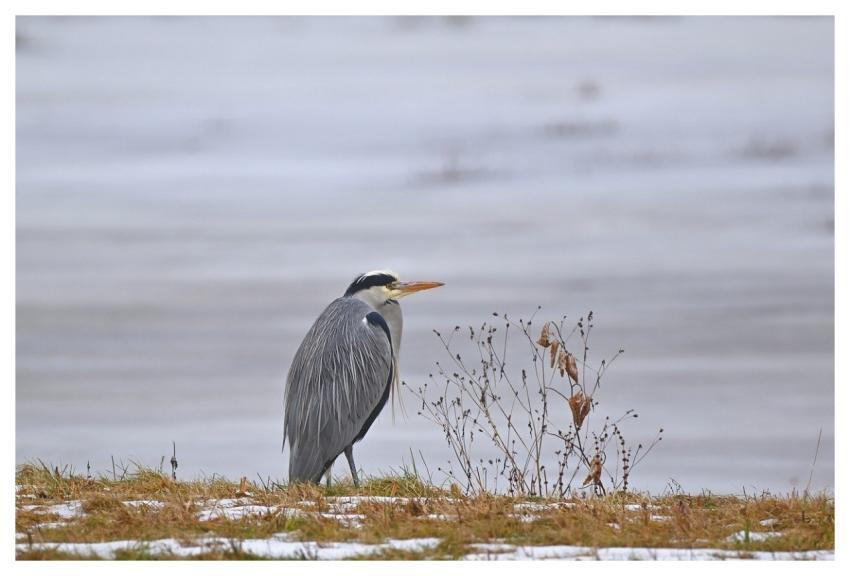 Heron Pond Winter Snow
