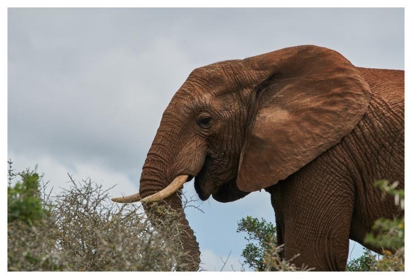 Elephant Nature Animal Safari