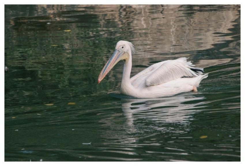 Pelican Bird Plumage Beak