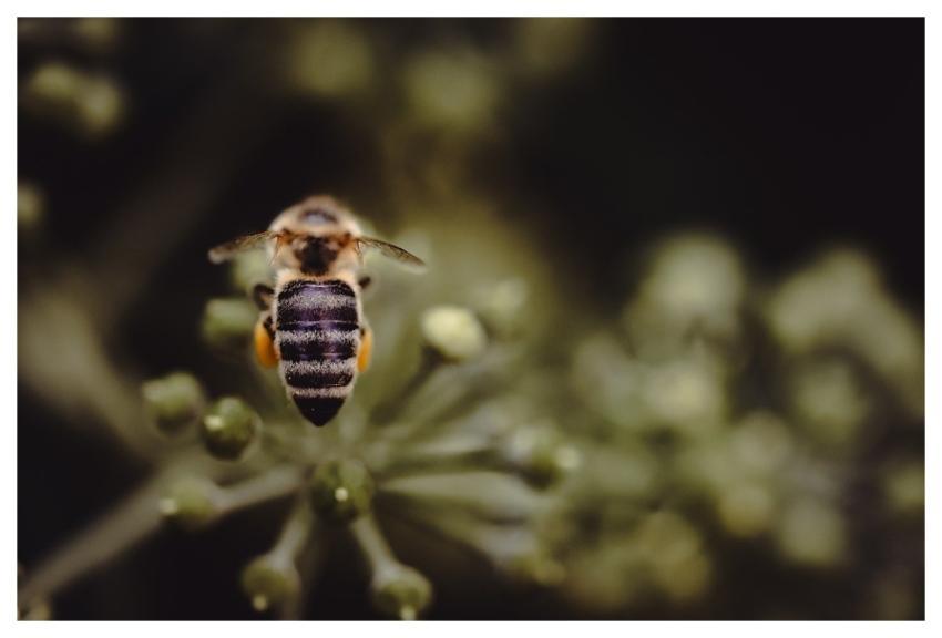 Bee Hd Wallpaper Insect Nature