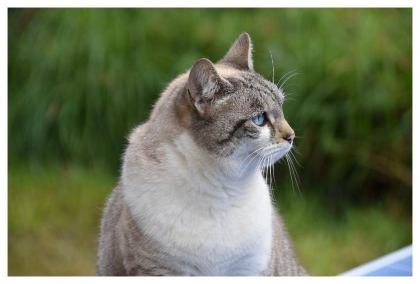 Cloud Cat Cat Feline Nature