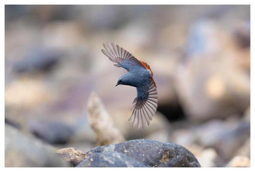 Bird Nature Animal Wildlife