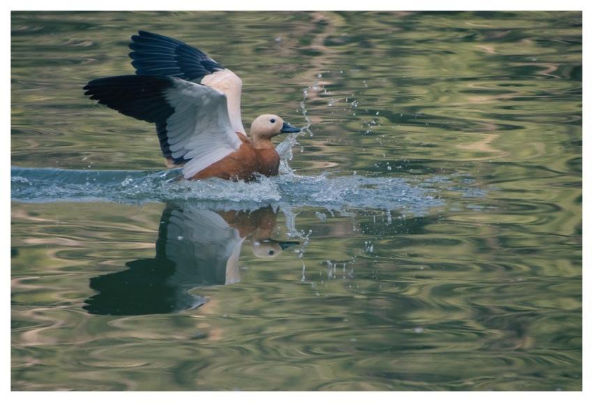 Duck Waterbird Feathers Plumage