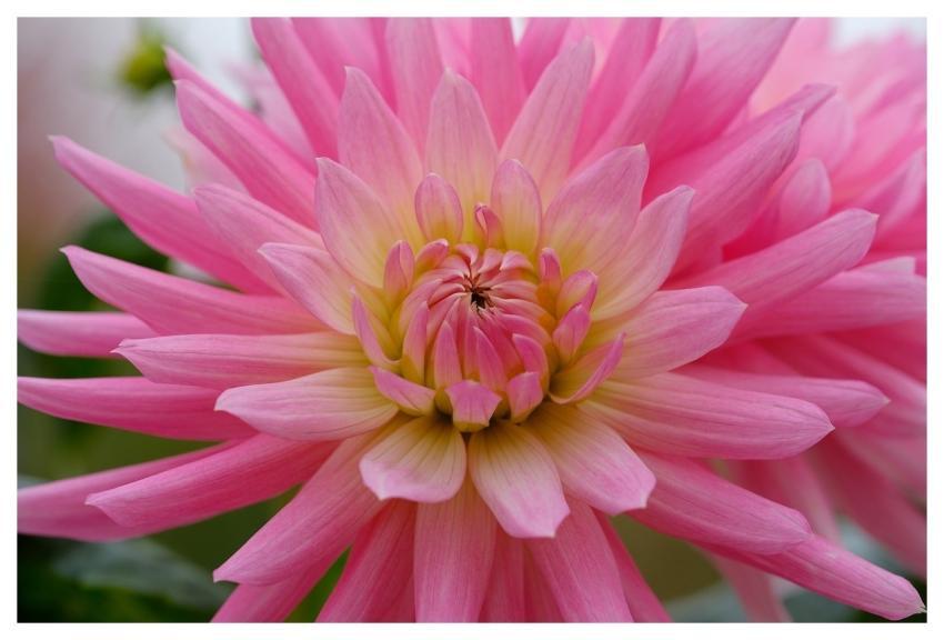 Dahlia Beautiful Wallpaper Flower Free Background
