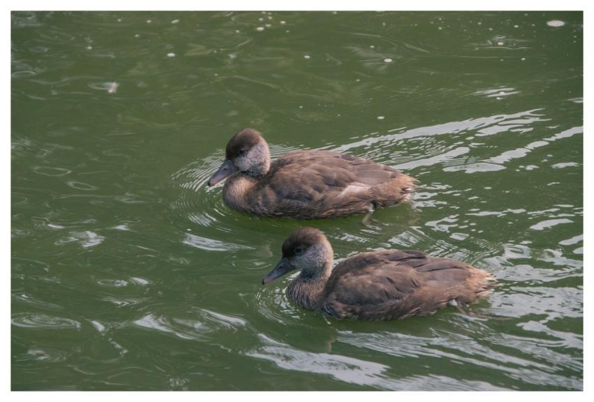 Duck Animal Waterfowl Ornithology