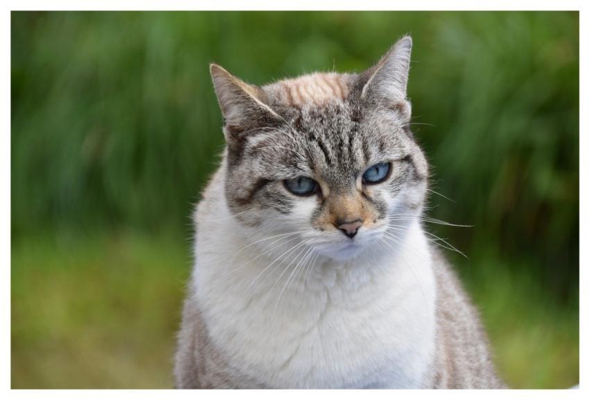 Cloud Cat Cat Blue Eyed Cat Jaclou-Dl