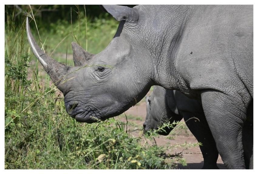 Rhino Rhinoceros Nature Animal