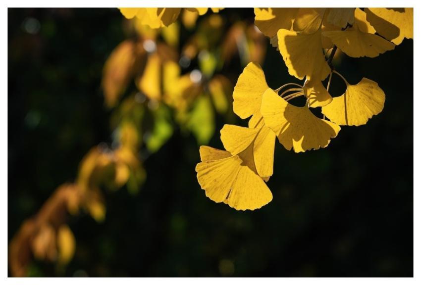 Autumn Leaves Ginkgo Nature Leaves