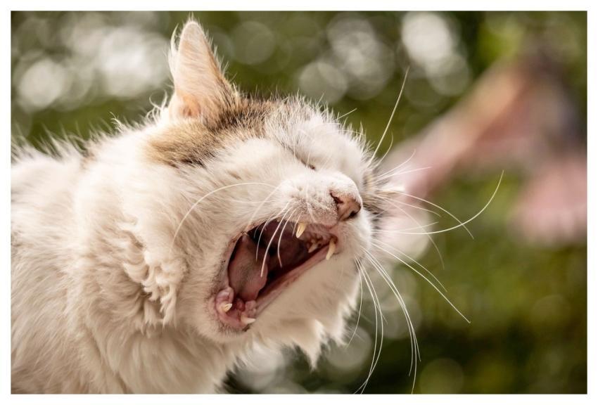 Cat Animal Nature Feline